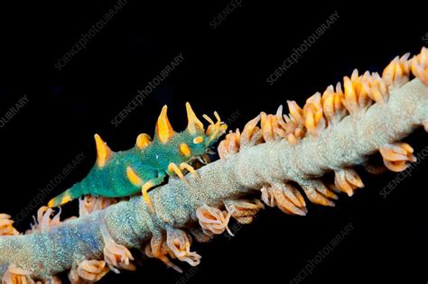 Dragon Shrimp - Stock Image - C031/9627 - Science Photo Library