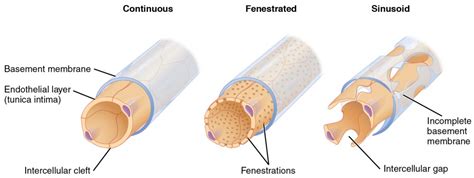 Structure and Function of Blood Vessels | Anatomy and Physiology II