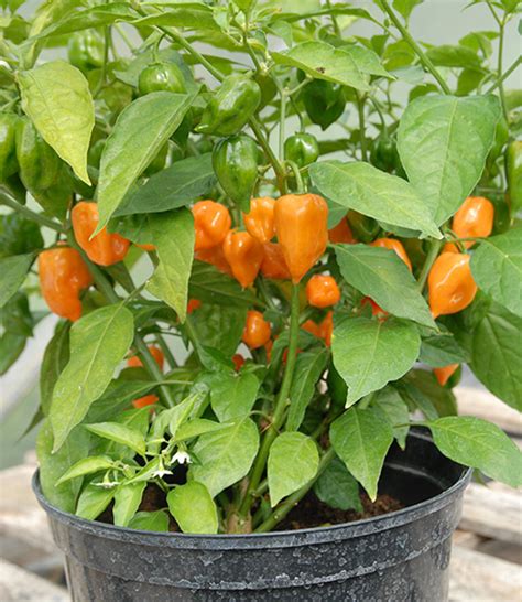 Buy your Orange Habanero chilli plug plants here – Sea Spring Plants