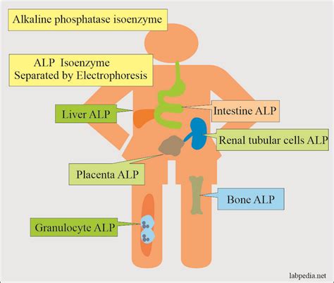 Alkaline phosphatase level (ALP) - Labpedia.net