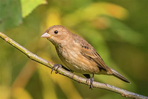 Indigo Bunting Female Photograph by Morris Finkelstein