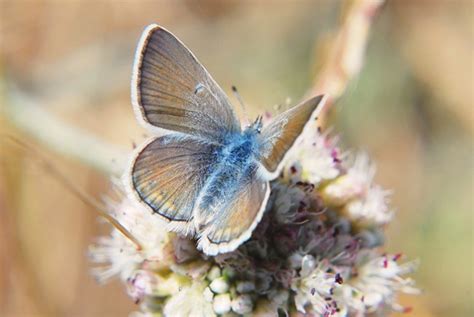 Mission Blue Butterflies - Pacific Coast Science and Learning Center (U ...