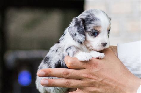 Daxel Teacup Doxie | Teacup dachshund, Teacup puppies, Blue dachshund