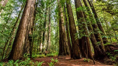 The Best Time Of Year To Visit Redwood National Park For The Perfect ...