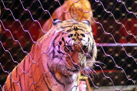 8 Reasons Why There is No ‘Fun’ in Animal Circuses | One Green Planet