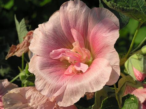 Alcea rosea Free Photo Download | FreeImages