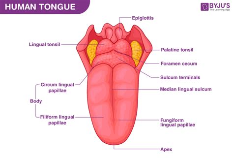 Human Tongue Diagram