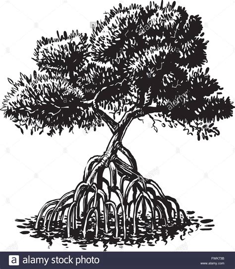 Black mangrove roots Stock Vector Images - Alamy