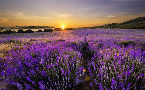 Lavender Full HD Wallpaper and Background Image | 2560x1600 | ID:588338