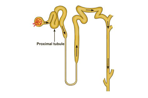 Cross Section Of Proximal Convoluted Tubule