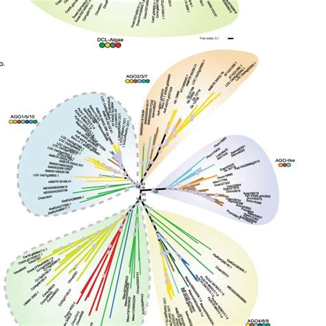 Phylogeny of Archaeplastida showing the species included in this ...