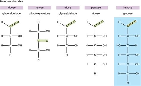 Carbohydrates | Microbiology