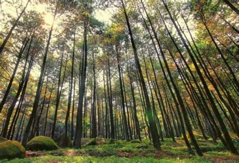 Berfoto di 7 Hutan Jati Paling instagenic di Indonesia Bikin Feed Kece