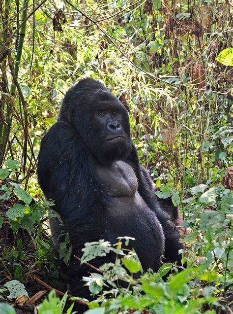 Eastern Gorilla Gets Added to Critically Endangered List