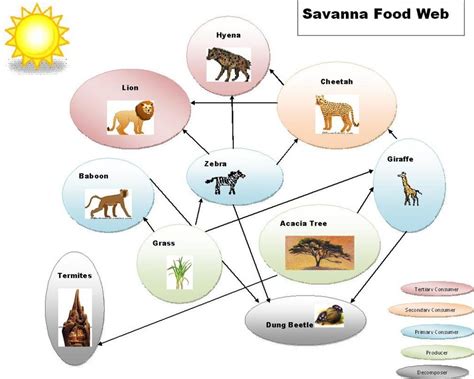 Food Chain & Food Web - The Tropical grasslands/savannas biome