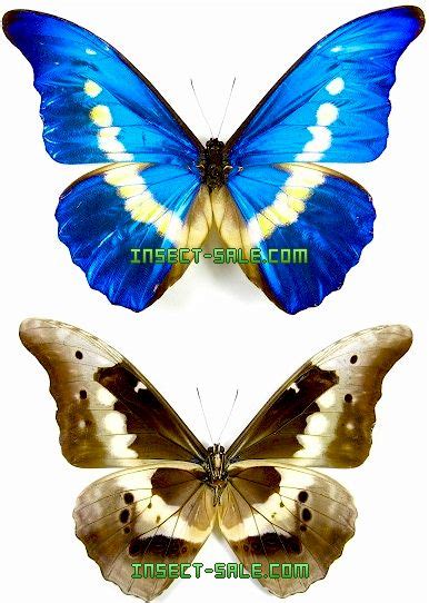 Insect-Sale.com - Morpho helena - morpho-rhetenor-helena.jpg - insecte ...