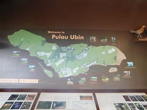 Birding Pulau Ubin-Singapore - 10,000 Birds