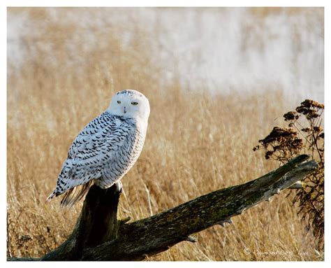 Habitat - Snowy Owls