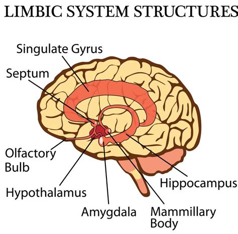 What is the Amygdala? (with pictures)