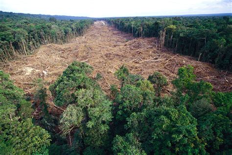 Deforestation Effects On Global Warming