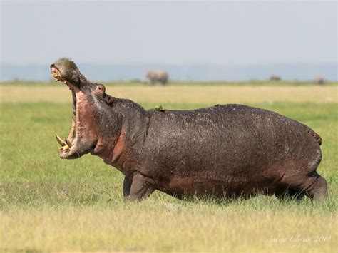 Male Hippo with teeth on display | Hippo, Male, Teeth