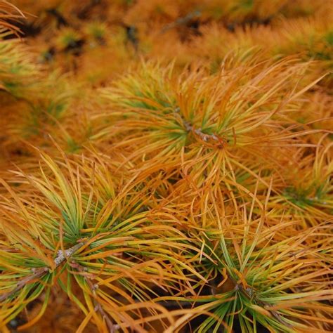 Buy Golden Larch (Pseudolarix Amabilis) 10 seeds online :: Seeds ...