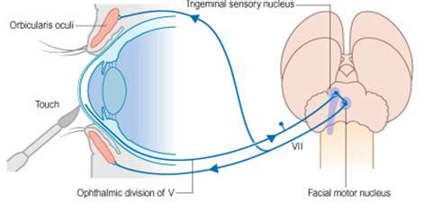 Teach Neurology: The corneal or blink reflex