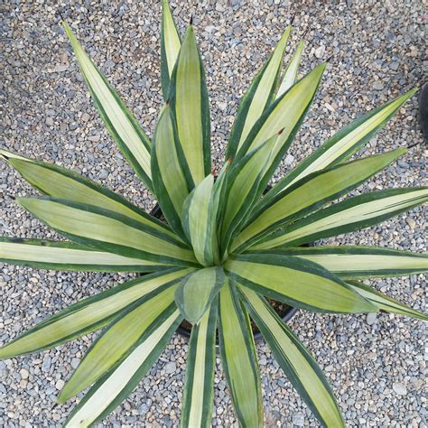 Agave sisalana 'Mediopicta' - Variegated Hemp Agave - Mid Valley Trees