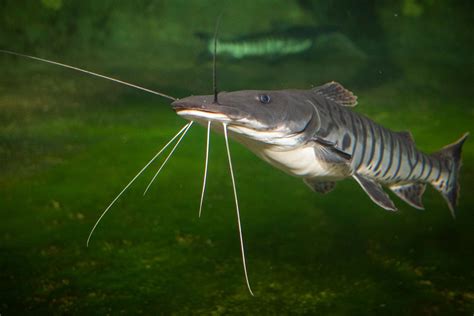 Tiger Shovelnose Catfish