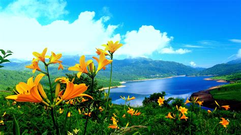 Spring Lily Yellow Flowers Lake Mountainnature Landscape Wallpaper Hd ...