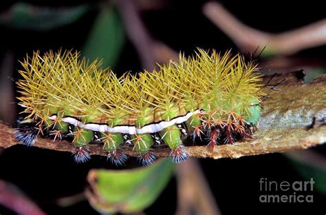 Saturniidae Moth Caterpillar Photograph by Patrick Landmann/science ...