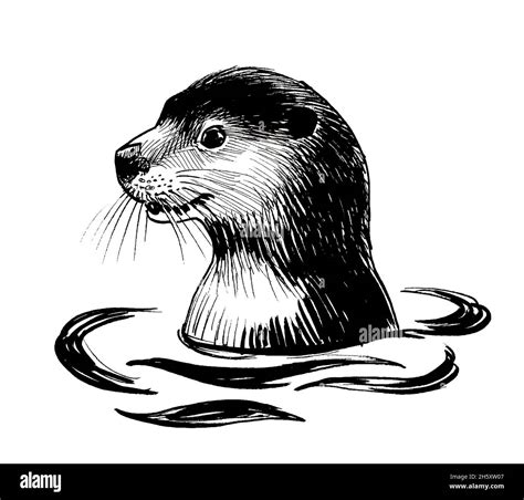 Otter in water. ink black and white drawing Stock Photo - Alamy