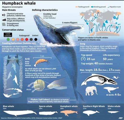 Humpback Whale Breeding