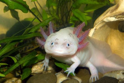 Axolotl Habitat (Wild and Captive): An Ultimate Guide – Gage Beasley