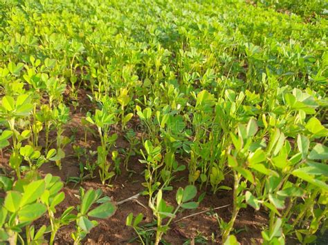 Fenugreek plant leaves. stock photo. Image of medicine - 238325338