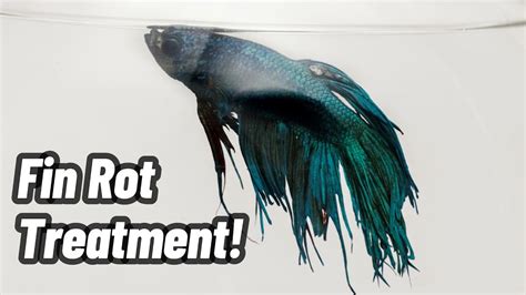 Aquarium Fin Rot: Symptoms And Treatment Petco, 48% OFF