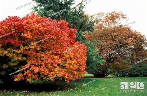 FOTHERGILLA MAJOR AUTUMN COLOUR, Stock Photo, Picture And Rights ...