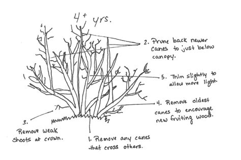 How & When to Prune Blueberry Bushes for Bountiful Berries Every Year