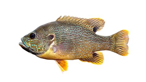 Lepomis cyanellus » NCFishes.com