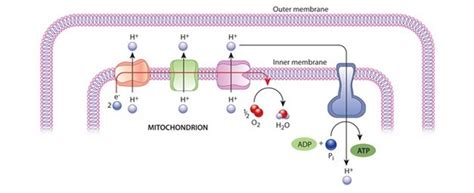 The electrochemical proton gradient and ATP synthase | Learn Science at ...