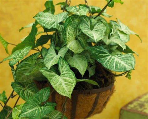 17 Indoor Vine Plants for The Ultimate Jungle Vibe - Hort Zone