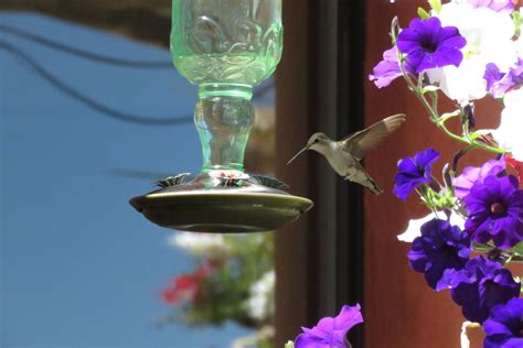 Where to Hang Hummingbirds Feeders - Placement Tips