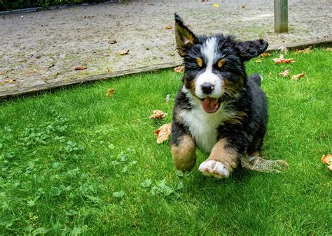 Bernese Mountain Dog Puppy Running Photograph by Pelo Blanco Photo