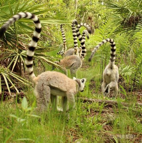 Ring-tailed lemurs in forest habitat – Lemur Conservation Network