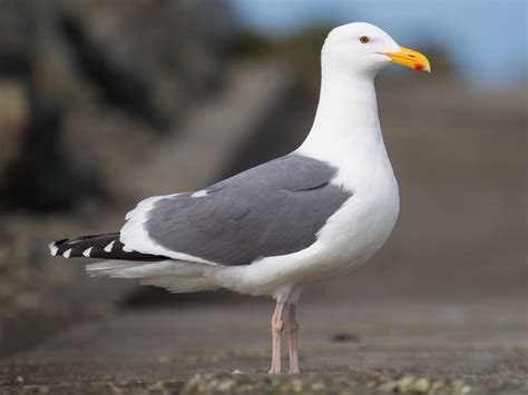 Western Gull - eBird