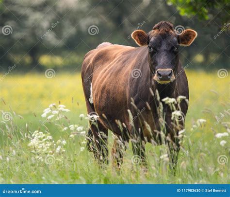 Cow, face close up stock photo. Image of head, brown - 117903630