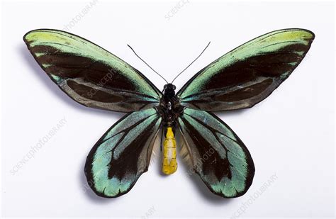 Queen Alexandra's birdwing - Stock Image - C029/6938 - Science Photo ...