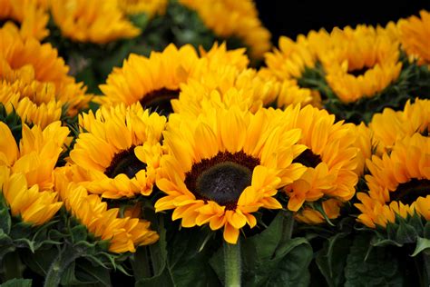 Close Up Photo of a Suspended Sunflower · Free Stock Photo