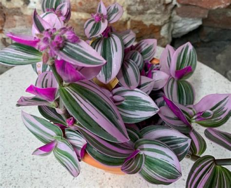 Rare Tradescantia Nanouk Live Plant. Very Hard to Find Pink - Etsy