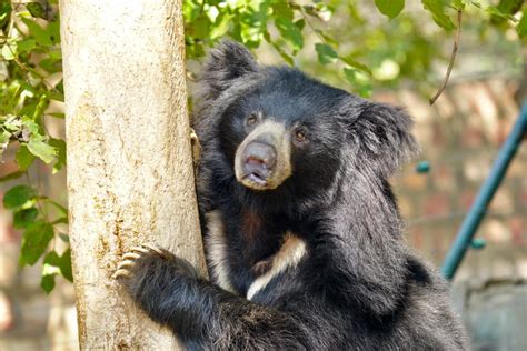 Guest Post: The Sloth Bears of India's Wildlife SOS - Latitude Adjustment